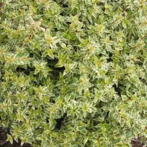 Abelia  grandiflora Radiance, Glossy Abelia Radiance, semi-evergreen Shrub, Evergreen shrub, Fragrant Shrub, Pink Flowers, White Flowers, Variegated foliage shrub