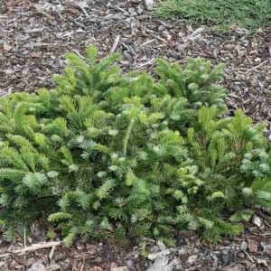 Abies amabilis 'Spreading Star', Pacific Silver Fir 'Spreading Star', Spreading Star Pacific Silver Fir, Evergreen Conifer, Evergreen Shrub, Blue Conifer, Blue Fir, Dwarf Conifer