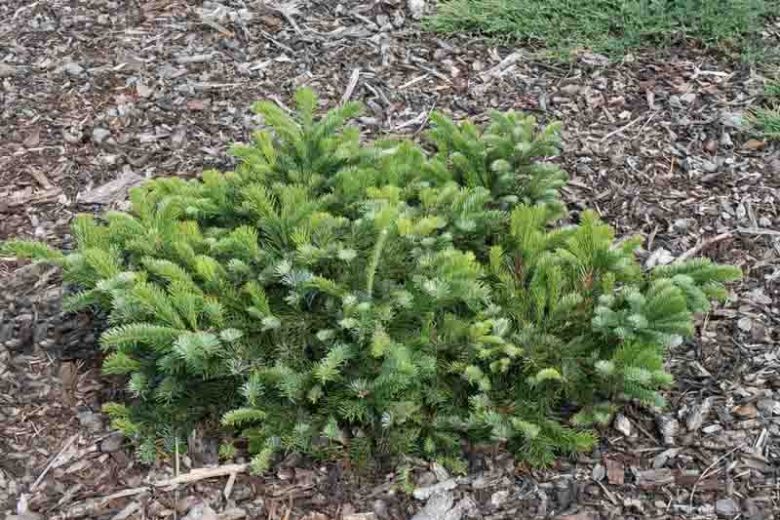 Abies amabilis 'Spreading Star', Pacific Silver Fir 'Spreading Star', Spreading Star Pacific Silver Fir, Evergreen Conifer, Evergreen Shrub, Blue Conifer, Blue Fir, Dwarf Conifer