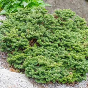 Abies balsamea (Hudsonia Group) 'Nana', Balsam Fir 'Nana', Nana Balsam Fir, Evergreen Conifer, Evergreen Shrub, Blue Conifer, Blue Fir, Dwarf Conifer