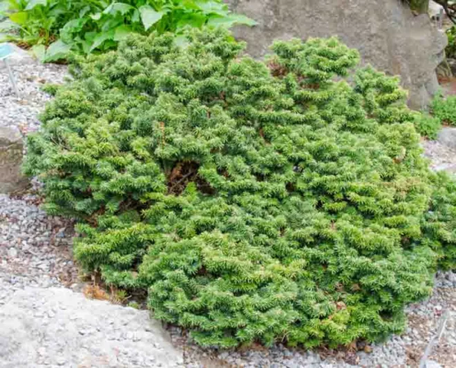 Abies balsamea (Hudsonia Group) 'Nana', Balsam Fir 'Nana', Nana Balsam Fir, Evergreen Conifer, Evergreen Shrub, Blue Conifer, Blue Fir, Dwarf Conifer