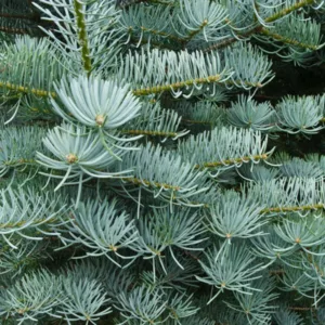 Abies concolor 'Candicans', White Fir 'Candicans', Argentea White Fir, Abies concolor 'Argentea', Evergreen Conifer, Evergreen Shrub, Blue Conifer, Blue Fir