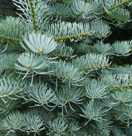 Abies concolor 'Candicans', White Fir 'Candicans', Argentea White Fir, Abies concolor 'Argentea', Evergreen Conifer, Evergreen Shrub, Blue Conifer, Blue Fir
