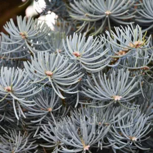 Abies concolor 'Compacta', White Fir 'Compacta', Compact White Fir, Abies concolor 'Glauca Compacta', Abies concolor 'Glauca Nana', Evergreen Conifer, Evergreen Shrub, Blue Conifer, Blue Fir