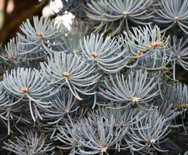 Abies concolor 'Compacta', White Fir 'Compacta', Compact White Fir, Abies concolor 'Glauca Compacta', Abies concolor 'Glauca Nana', Evergreen Conifer, Evergreen Shrub, Blue Conifer, Blue Fir