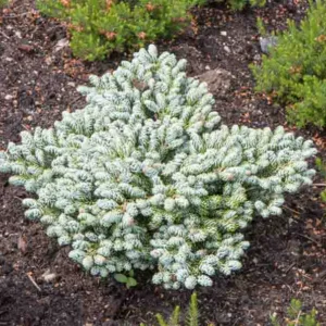 Abies koreana 'Kohout's Ice Breaker', Korean Fir 'Kohout's Ice Breaker', Kohout's Ice Breaker Korean Fir, Abies koreana 'Ice Breaker', Evergreen Conifer, Evergreen Shrub, Dwarf Conifer