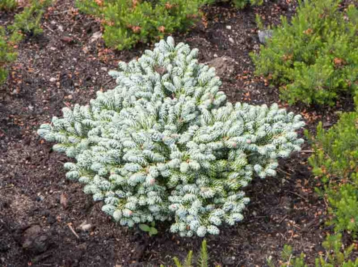 Abies koreana 'Kohout's Ice Breaker', Korean Fir 'Kohout's Ice Breaker', Kohout's Ice Breaker Korean Fir, Abies koreana 'Ice Breaker', Evergreen Conifer, Evergreen Shrub, Dwarf Conifer