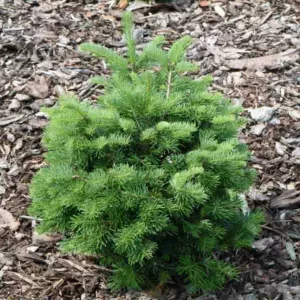 Abies lasiocarpa 'Green Globe', Alpine Fir 'Green Globe', Green Globe Alpine Fir, Rocky Mountain Fir  'Green Globe', Subalpine Fir  'Green Globe', Evergreen Conifer, Evergreen Shrub, Blue Conifer, Blue Fir, Dwarf Conifer