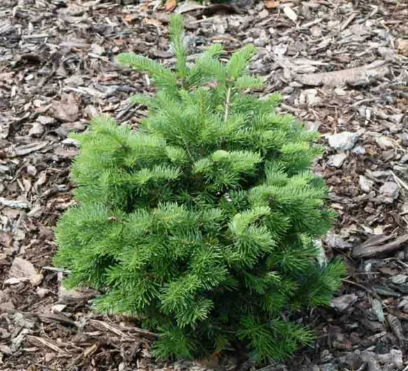 Abies lasiocarpa 'Green Globe', Alpine Fir 'Green Globe', Green Globe Alpine Fir, Rocky Mountain Fir  'Green Globe', Subalpine Fir  'Green Globe', Evergreen Conifer, Evergreen Shrub, Blue Conifer, Blue Fir, Dwarf Conifer