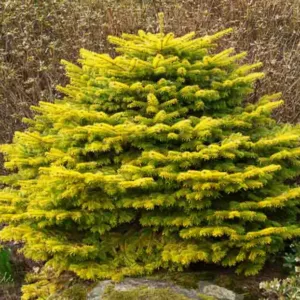 Abies nordmanniana 'Golden Spreader', Caucasian Fir 'Golden Spreader', Caucasian Fir, Evergreen Conifer, Evergreen Shrub