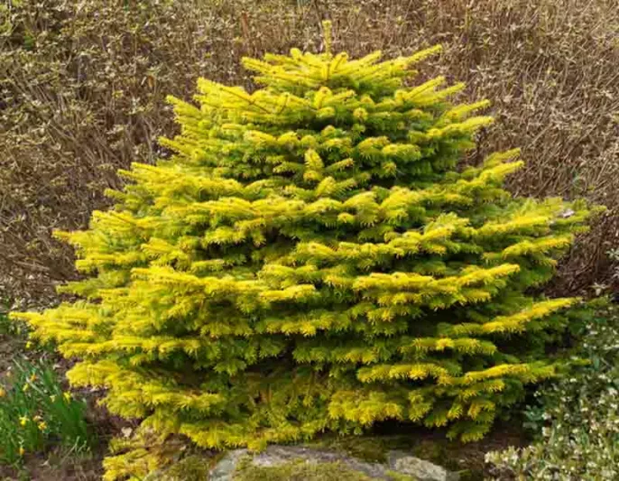 Abies nordmanniana 'Golden Spreader', Caucasian Fir 'Golden Spreader', Caucasian Fir, Evergreen Conifer, Evergreen Shrub