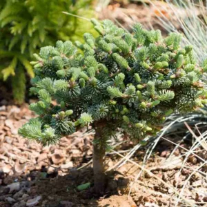 Abies procera 'Blaue Hexe', Blue Noble Fir, Noble Fir, Evergreen Conifer, Evergreen Shrub, Blue Conifer, Blue Fir, Dwarf Conifer