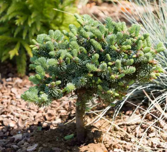 Abies procera 'Blaue Hexe', Blue Noble Fir, Noble Fir, Evergreen Conifer, Evergreen Shrub, Blue Conifer, Blue Fir, Dwarf Conifer