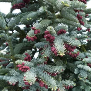 Abies procera 'Glauca', Blue Noble Fir, Noble Fir, Evergreen Conifer, Evergreen Shrub, Blue Conifer, Blue Fir