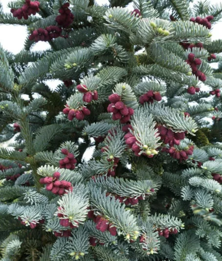 Abies procera 'Glauca', Blue Noble Fir, Noble Fir, Evergreen Conifer, Evergreen Shrub, Blue Conifer, Blue Fir