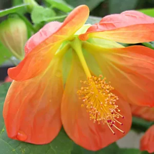 Abutilon 'Lucky Lantern Tangerine', Flowering Maple 'Lucky Lantern Tangerine', Abutilon hybrida 'Lucky Lantern Tangerine', Abutilon 'Nuabtang', Orange Flowers, evergreen shrubs