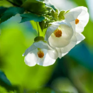 Abutilon 'Lucky Lantern White', Flowering Maple 'Lucky Lantern White', Abutilon hybrida 'Lucky Lantern White', Abutilon 'Nuabtwhite', White Flowers, evergreen shrubs