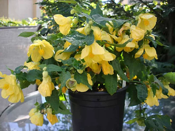 Abutilon 'Lucky Lantern Yellow', Flowering Maple 'Lucky Lantern Yellow', Abutilon hybrida 'Lucky Lantern Yellow', Abutilon 'Nuabtyell', Yellow Flowers, evergreen shrubs