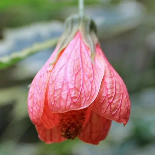 Abutilon 'Souvenir de Bonn', Flowering Maple 'Souvenir de Bonn', Orange Chinese lanterns, Orange Flowers, Evergreen shrub