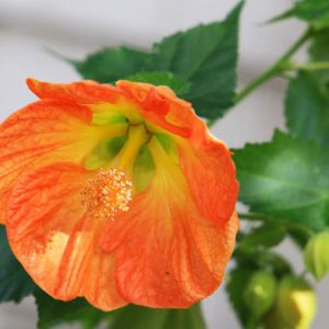 Abutilon 'Victor Reiter',Flowering Maple 'Victor Reiter', Chinese lanterns, Orange Flowers, Evergreen shrub