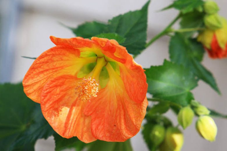 Abutilon 'Victor Reiter',Flowering Maple 'Victor Reiter', Chinese lanterns, Orange Flowers, Evergreen shrub