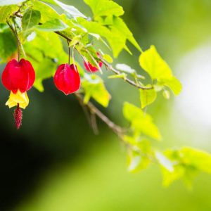 Abutilon megapotamicum, Trailing Abutilon, Flowering Maple, Brazilian Bell-Flower, Abutilon vexillarium, Red Flowers, Bicolor flowers