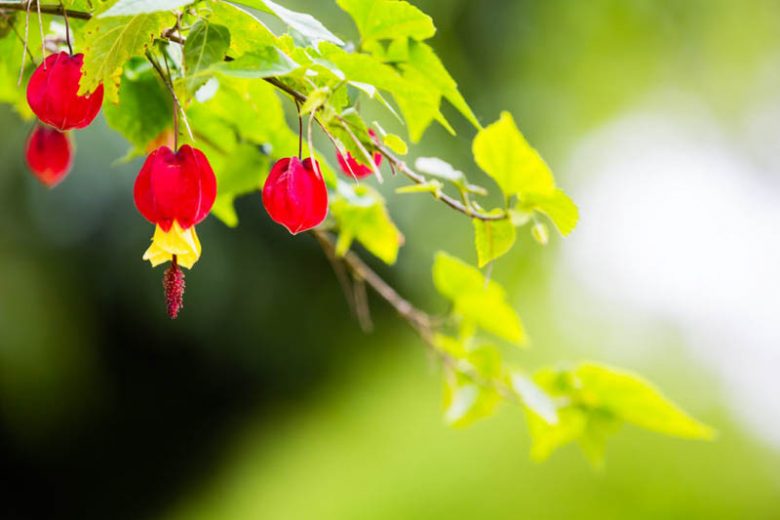 Abutilon megapotamicum, Trailing Abutilon, Flowering Maple, Brazilian Bell-Flower, Abutilon vexillarium, Red Flowers, Bicolor flowers