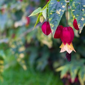 Abutilon megapotamicum 'Variegatum', Trailing Abutilon 'Variegatum', Flowering Maple 'Variegatum', Brazilian Bell-Flower 'Variegatum', Abutilon vexillarium 'Variegatum', Abutilon megapotamicum 'Variegata', Variegatum Chinese Lanterns, Variegated Chinese Lanterns, Red Flowers, Bicolor flowers