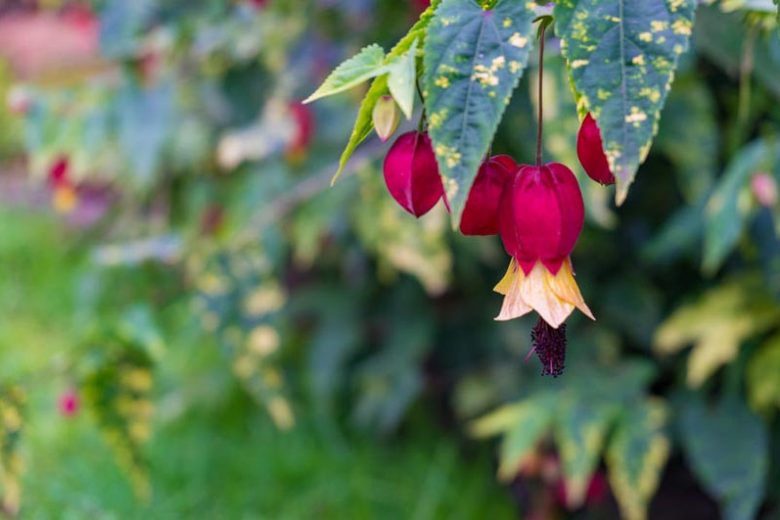 Abutilon megapotamicum 'Variegatum', Trailing Abutilon 'Variegatum', Flowering Maple 'Variegatum', Brazilian Bell-Flower 'Variegatum', Abutilon vexillarium 'Variegatum', Abutilon megapotamicum 'Variegata', Variegatum Chinese Lanterns, Variegated Chinese Lanterns, Red Flowers, Bicolor flowers