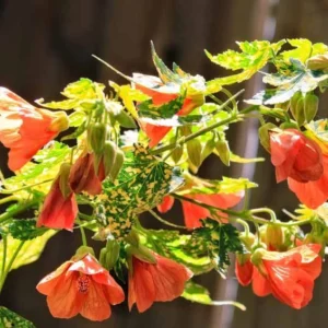 Abutilon pictum 'Thompsonii', Painted Abutilon 'Thompsonii', Flowering Maple 'Thompsonii', Abutilon striatum var. thompsonii, Red Vein Indian Mallow, Redvein Abutilon, Redvein Flowering Maple, Red Vein Chinese lanterns, Orange Flowers, Evergreen shrub, Chinese Lantern flowers