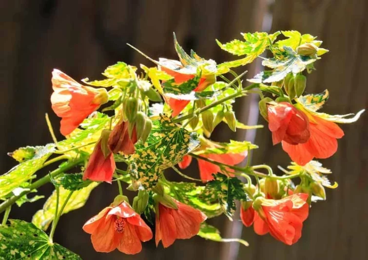Abutilon pictum 'Thompsonii', Painted Abutilon 'Thompsonii', Flowering Maple 'Thompsonii', Abutilon striatum var. thompsonii, Red Vein Indian Mallow, Redvein Abutilon, Redvein Flowering Maple, Red Vein Chinese lanterns, Orange Flowers, Evergreen shrub, Chinese Lantern flowers