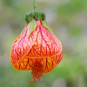 Abutilon striatum, Abutilon pictum, Red Vein Indian Mallow, Redvein Abutilon, Redvein Flowering Maple, Red Vein Chinese lanterns, Orange Flowers, Evergreen shrub, Chinese Lantern flowers