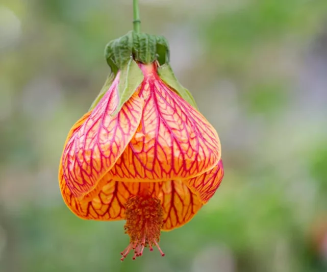 Abutilon striatum, Abutilon pictum, Red Vein Indian Mallow, Redvein Abutilon, Redvein Flowering Maple, Red Vein Chinese lanterns, Orange Flowers, Evergreen shrub, Chinese Lantern flowers