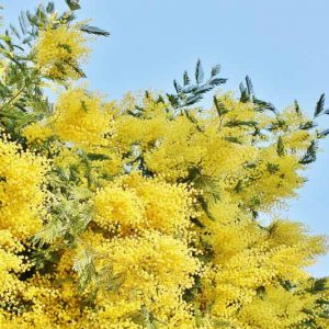 Acacia dealbata, Silver Wattle, Blue Wattle, Mimosa, Evergreen Tree, Evergreen Shrub, Yellow Flowers, Fragrant Shrub, Fragrant Tree