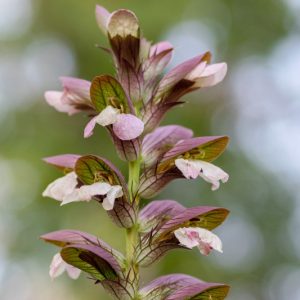 Acanthus hungaricus, Bear's Breech, Bear's Breeches, Long-Leaved Bear's Breech, Long-Leaved Bear's Breeches, Shade Plants, Perennial Plants, Shade Perennials