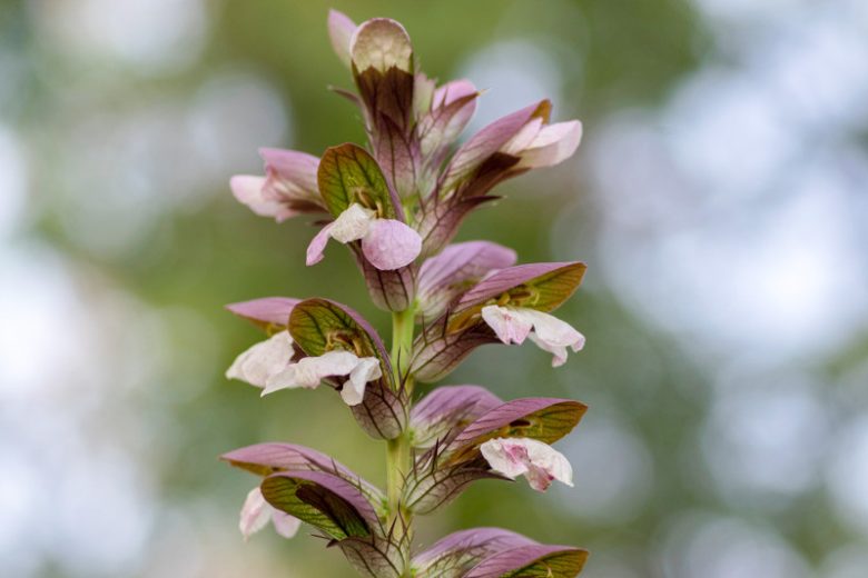 Acanthus hungaricus, Bear's Breech, Bear's Breeches, Long-Leaved Bear's Breech, Long-Leaved Bear's Breeches, Shade Plants, Perennial Plants, Shade Perennials
