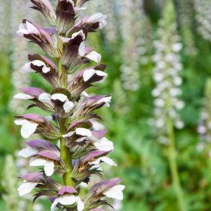 Acanthus mollis, Bear's Breech, Bear's Breeches, Brank Ursine, Common Bear's Breech, Soft-Leaved Bear's Breech, Shade Plants, Perennial Plants, Shade Perennials