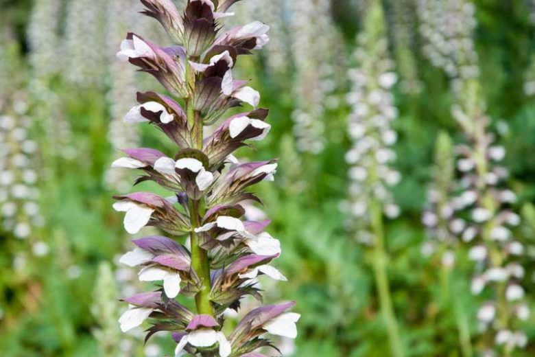 Acanthus mollis, Bear's Breech, Bear's Breeches, Brank Ursine, Common Bear's Breech, Soft-Leaved Bear's Breech, Shade Plants, Perennial Plants, Shade Perennials