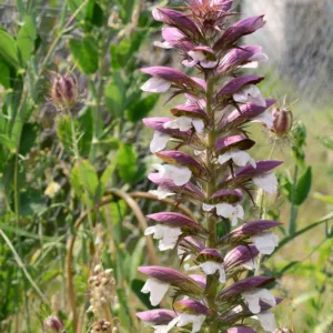 Acanthus mollis 'Morning's Candle', Bear's Breech 'Morning's Candle', Bear's Breeches 'Morning's Candle', Brank Ursine 'Morning's Candle', Common Bear's Breech 'Morning's Candle', Soft-Leaved Bear's Breech 'Morning's Candle', Shade Plants, Perennial Plants, Shade Perennials