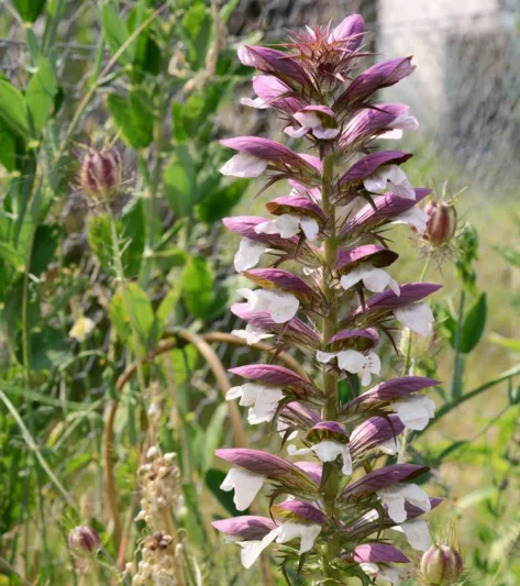 Acanthus mollis 'Morning's Candle', Bear's Breech 'Morning's Candle', Bear's Breeches 'Morning's Candle', Brank Ursine 'Morning's Candle', Common Bear's Breech 'Morning's Candle', Soft-Leaved Bear's Breech 'Morning's Candle', Shade Plants, Perennial Plants, Shade Perennials