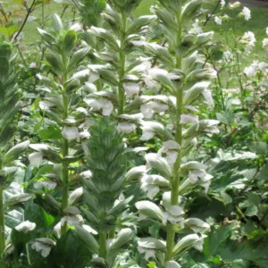 Acanthus mollis 'Rue Ledan', Bear's Breech 'Rue Ledan', Bear's Breeches 'Rue Ledan', Brank Ursine 'Rue Ledan', Common Bear's Breech 'Rue Ledan', Soft-Leaved Bear's Breech 'Rue Ledan', White Acanthus, Shade Plants, Perennial Plants, Shade Perennials