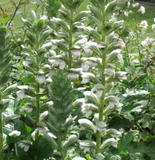 Acanthus mollis 'Rue Ledan', Bear's Breech 'Rue Ledan', Bear's Breeches 'Rue Ledan', Brank Ursine 'Rue Ledan', Common Bear's Breech 'Rue Ledan', Soft-Leaved Bear's Breech 'Rue Ledan', White Acanthus, Shade Plants, Perennial Plants, Shade Perennials