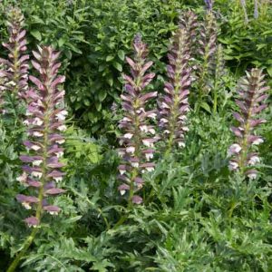 Acanthus spinosus, Armed Bear's Breech, Armed Bear's Breeches, Spiny Bear's Breech, Spiny Bear's Breeches, Shade Plants, Perennial Plants, Shade Perennials