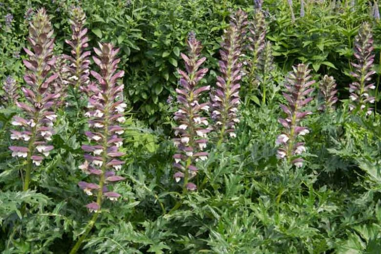 Acanthus spinosus, Armed Bear's Breech, Armed Bear's Breeches, Spiny Bear's Breech, Spiny Bear's Breeches, Shade Plants, Perennial Plants, Shade Perennials