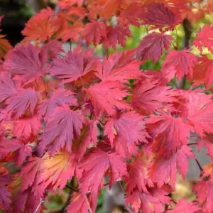 Acer japonicum 'Aconitifolium', Full Moon Maple 'Aconitifolium', Fern-Leaf Maple 'Aconitifolium', Downy Japanese Maple 'Aconitifolium', Acer japonicum 'Aconitifolium Maiku Jaku', Acer japonicum 'Filicifolium', Acer japonicum 'Laciniatum', Acer japonicum Meigetsu, Acer parsonii, Acer shirasawanum 'Lacinatum', Tree with fall color, Fall color, Attractive bark Tree, red leaves, Red Acer, Red Japanese Maple, Red Maple