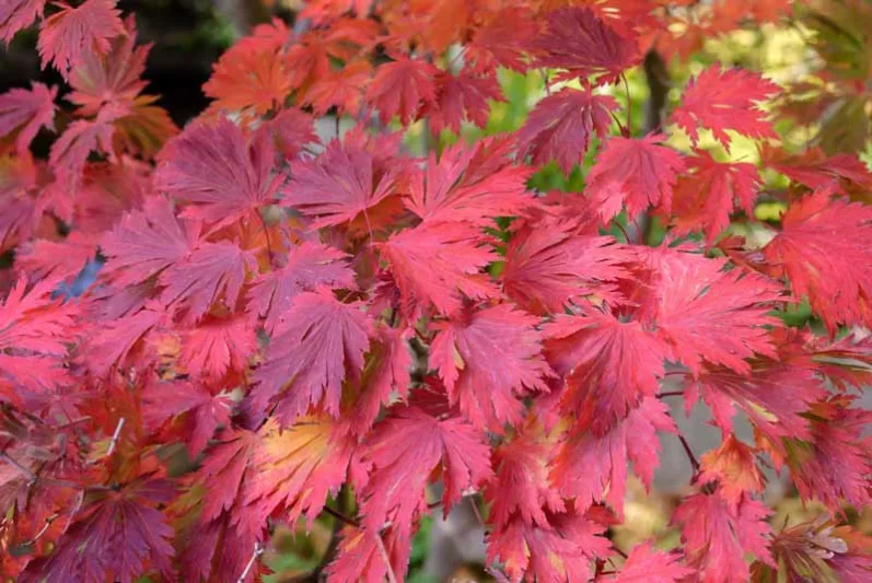 Acer japonicum 'Aconitifolium', Full Moon Maple 'Aconitifolium', Fern-Leaf Maple 'Aconitifolium', Downy Japanese Maple 'Aconitifolium', Acer japonicum 'Aconitifolium Maiku Jaku', Acer japonicum 'Filicifolium', Acer japonicum 'Laciniatum', Acer japonicum Meigetsu, Acer parsonii, Acer shirasawanum 'Lacinatum', Tree with fall color, Fall color, Attractive bark Tree, red leaves, Red Acer, Red Japanese Maple, Red Maple