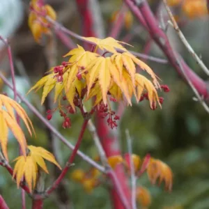 Acer palmatum 'Aka Kawa Hime', Coral Bark Maple, Japanese Maple 'Aka Kawa Hime', Tree with fall color, Fall color, Attractive bark Tree, Peeling Bark, Red Bark
