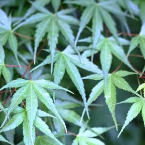 Acer palmatum 'Arakawa', Japanese Maple 'Arakawa', Tree with fall color, Fall color, Orange leaves, Orange Acer, Orange Japanese Maple, Yellow leaves, Yellow Acer, Yellow Japanese Maple