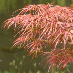 Acer palmatum 'Atrolineare', Ribbon-Leaf Japanese Maple 'Atrolineare', Acer palmatum 'Blood Vein', Acer palmatum 'Filifera Purpureum', Acer palmatum 'Linearilobum Purpureum', Acer palmatum 'Linearilobum Rubrum', Acer palmatum 'Pendulum Atropurpureum', Tree with fall color, Red Maple, Red Acer, Red Japanese Maple