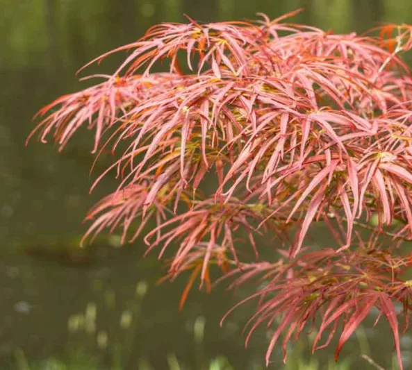 Acer palmatum 'Atrolineare', Ribbon-Leaf Japanese Maple 'Atrolineare', Acer palmatum 'Blood Vein', Acer palmatum 'Filifera Purpureum', Acer palmatum 'Linearilobum Purpureum', Acer palmatum 'Linearilobum Rubrum', Acer palmatum 'Pendulum Atropurpureum', Tree with fall color, Red Maple, Red Acer, Red Japanese Maple